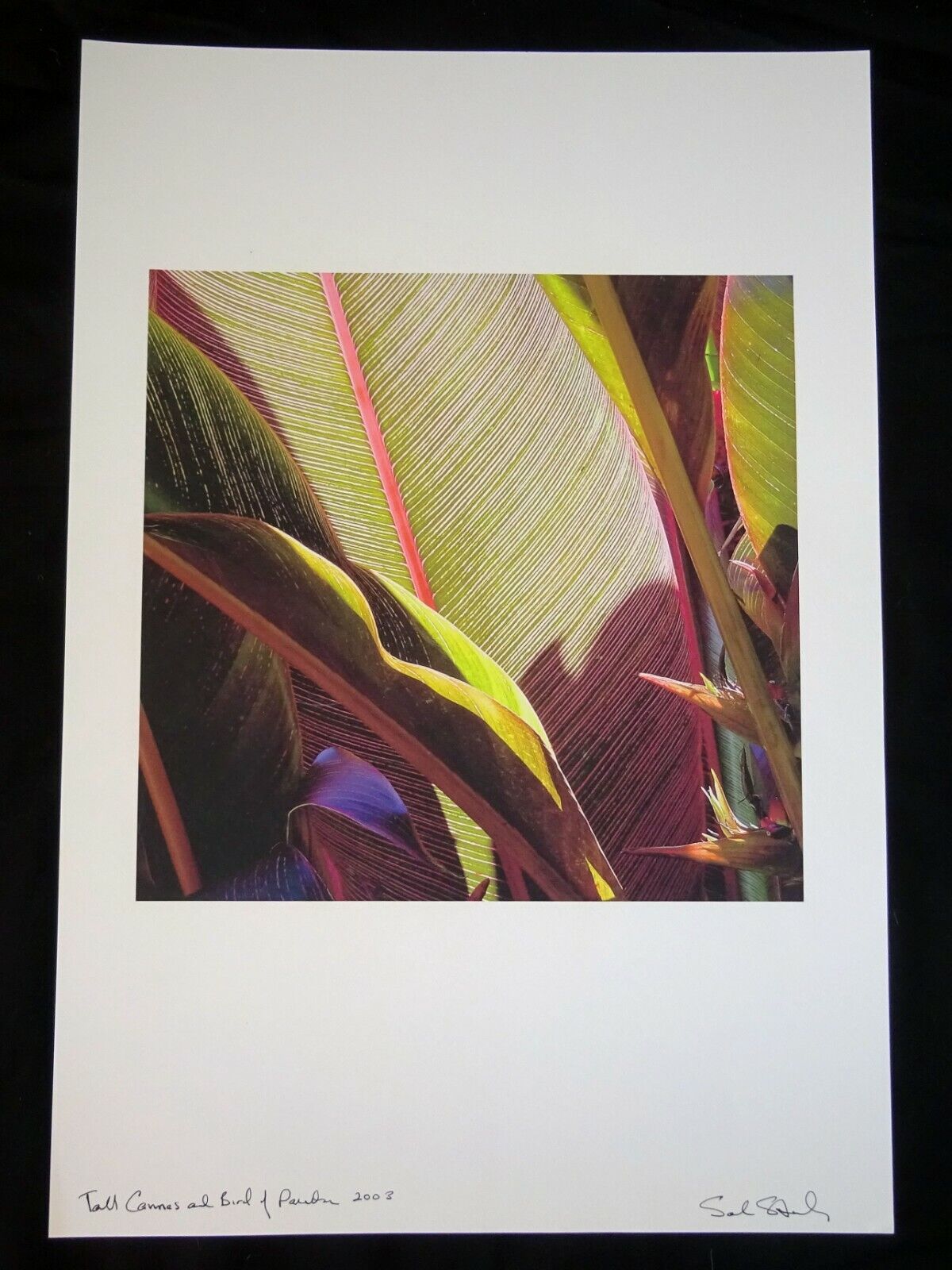 03 Hawaii Photo Print "Tall Cannes & Bird of Paradise" by Sal Sterling (AHB)