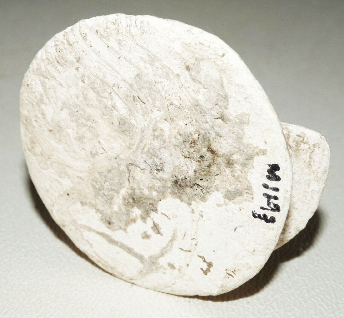 Prehistoric Thai Ban Chiang Salvaged Marine Shell Spool Earring (Mil) 223