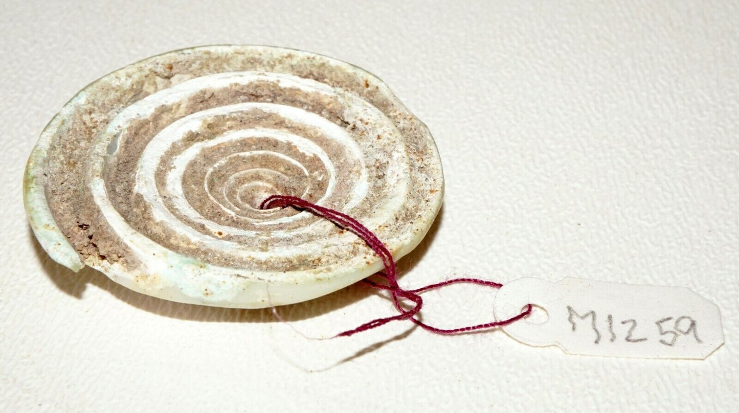 Prehistoric Ban Chiang Excavated Coiled Marine Cone Shell Earring (Mil)#221