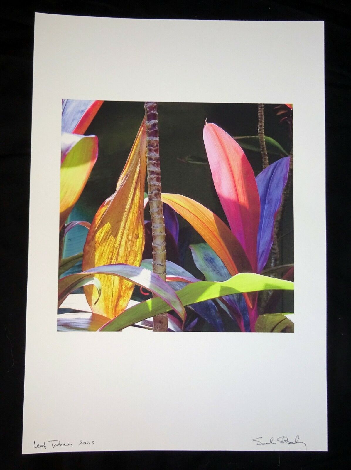 03 Hawaii Color Photo Print "Ti Leaf Plant" by Sal Sterling (AHB)