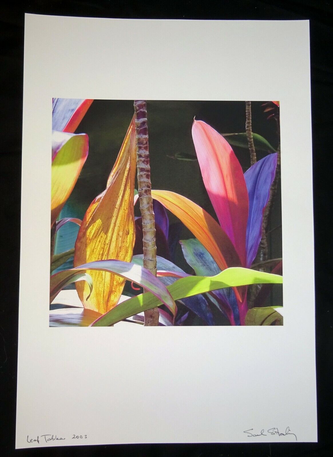 03 Hawaii Color Photo Print "Ti Leaf Plant" by Sal Sterling (AHB)