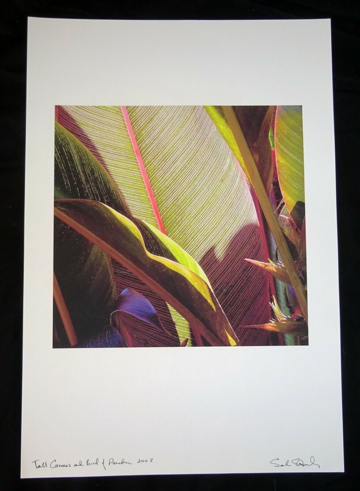 03 Hawaii Photo Print "Tall Cannes & Bird of Paradise" by Sal Sterling (AHB)