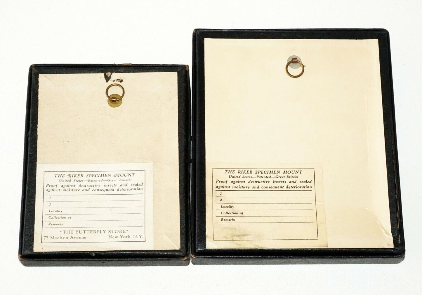 2Pc Vintage English 3x Mounted Butterfly Specimen in Cases (FLA)