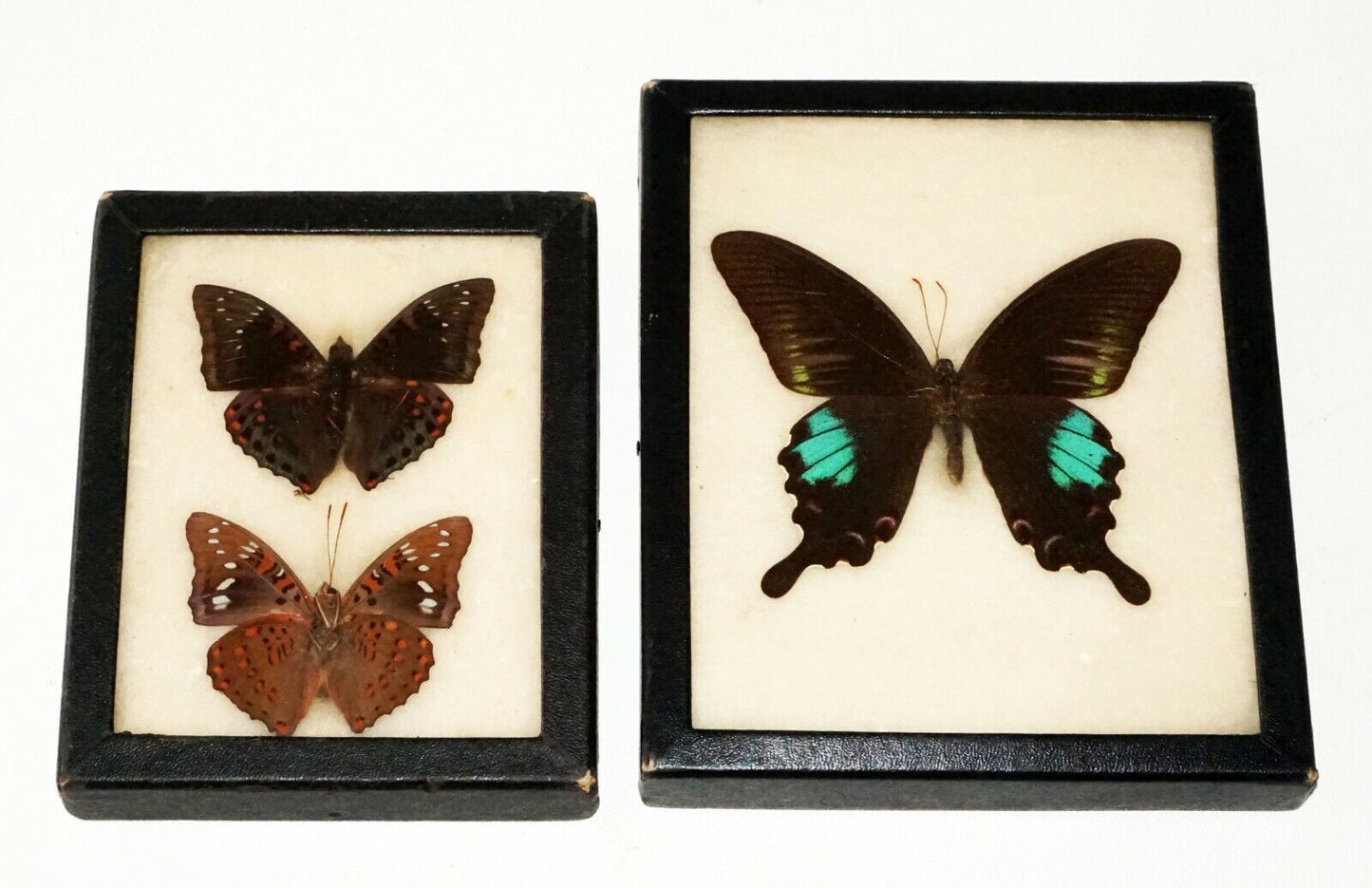 2Pc Vintage English 3x Mounted Butterfly Specimen in Cases (FLA)