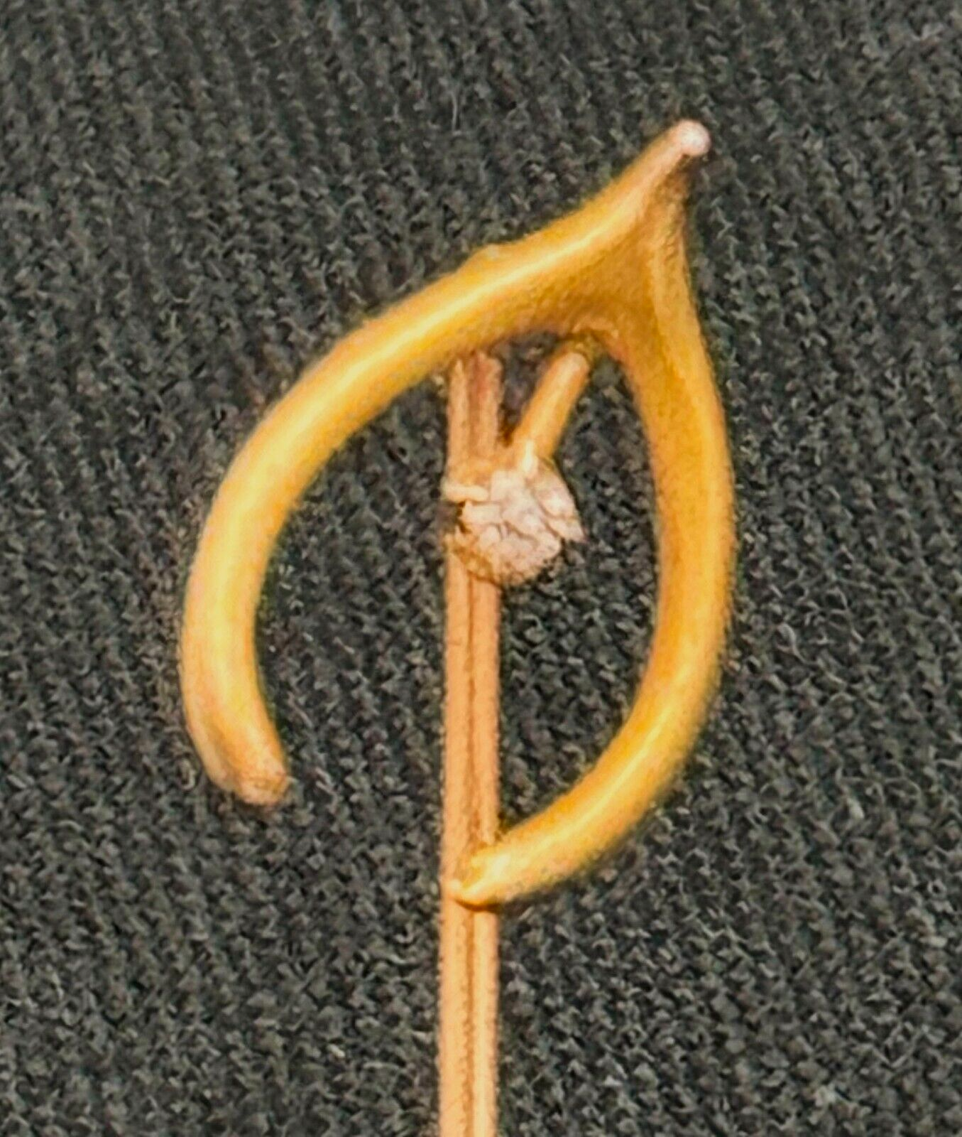 14k Yellow Gold Stick Pin with Diamond Accented Wish Bone (McC)