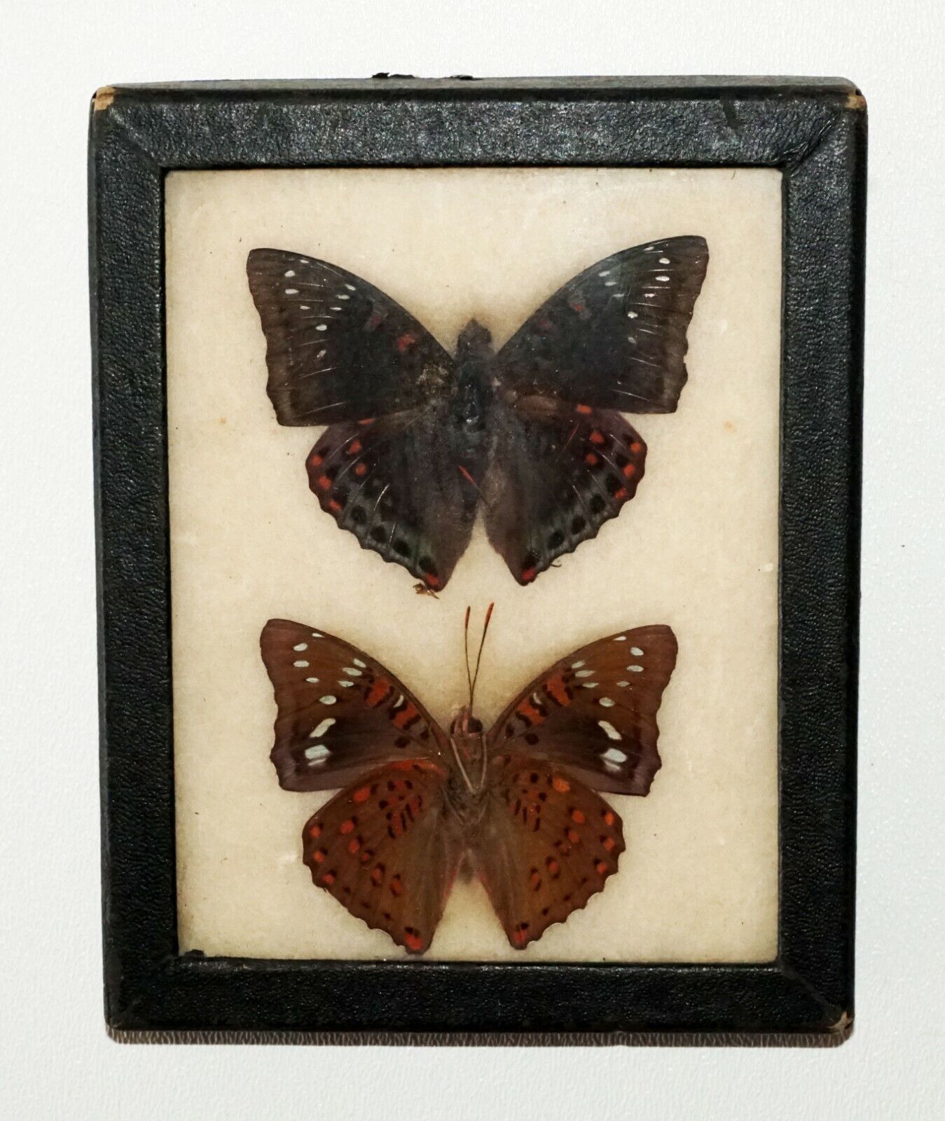 2Pc Vintage English 3x Mounted Butterfly Specimen in Cases (FLA)