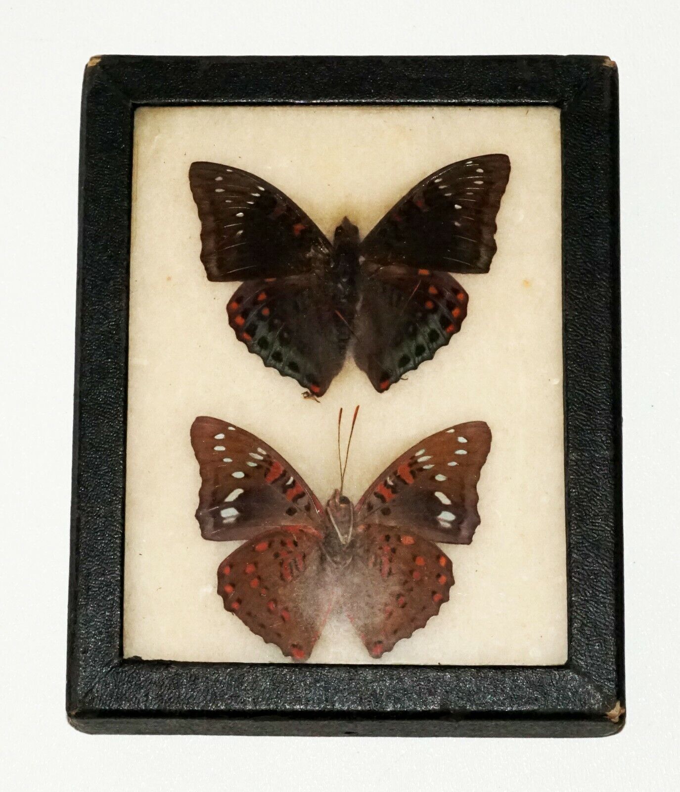 2Pc Vintage English 3x Mounted Butterfly Specimen in Cases (FLA)