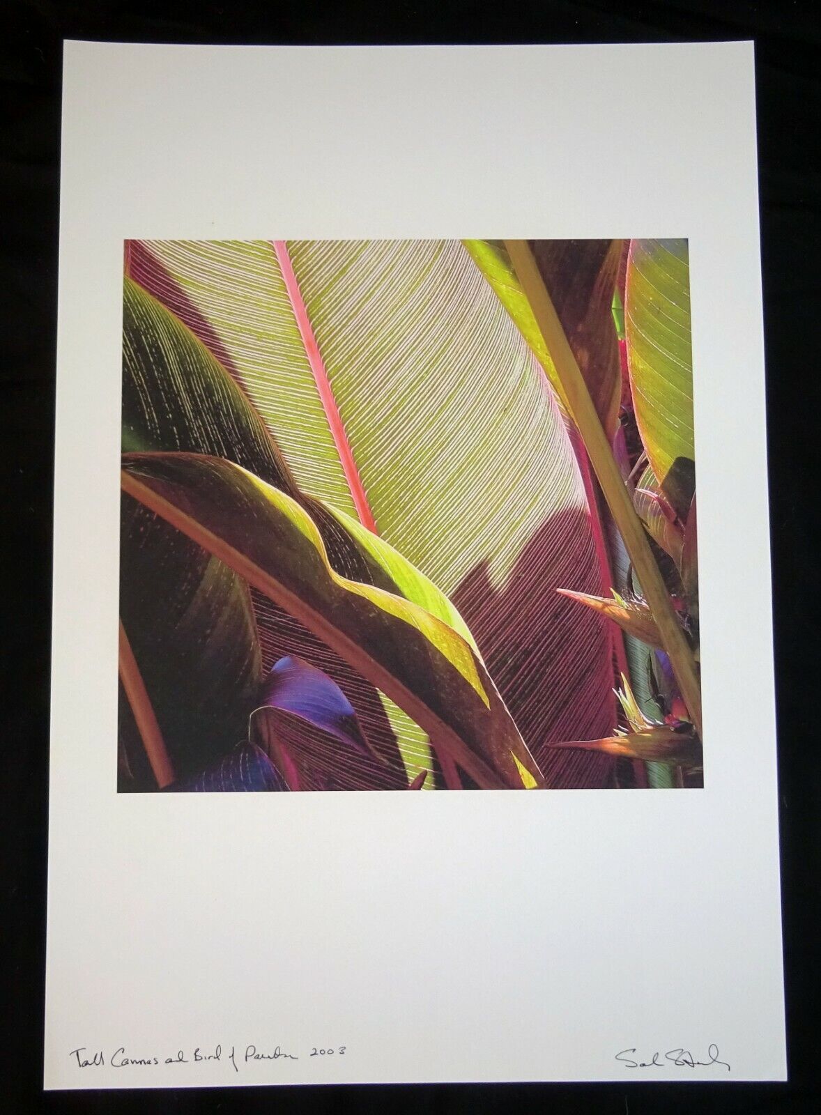 03 Hawaii Photo Print "Tall Cannes & Bird of Paradise" by Sal Sterling (AHB)