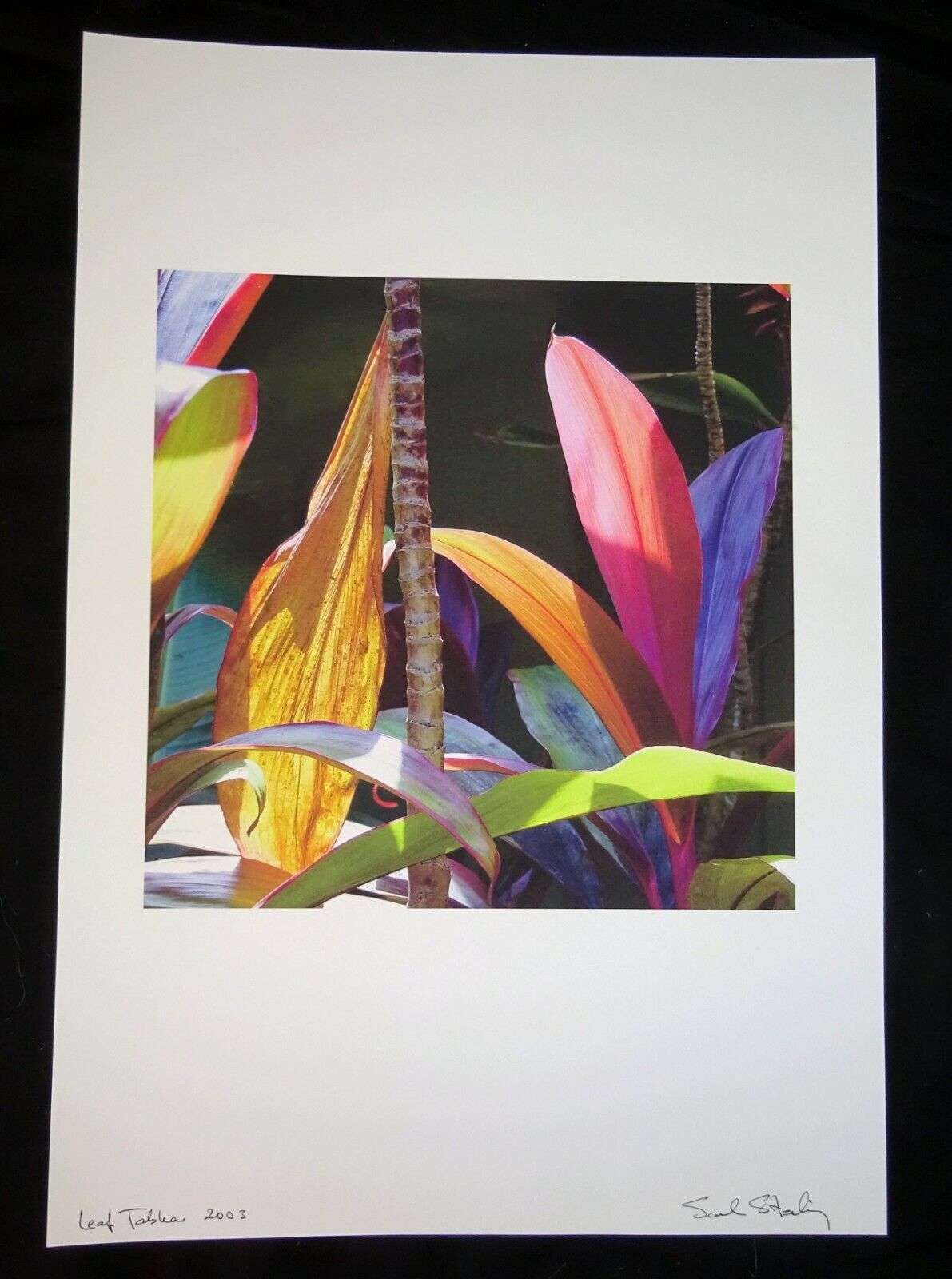 03 Hawaii Color Photo Print "Ti Leaf Plant" by Sal Sterling (AHB)