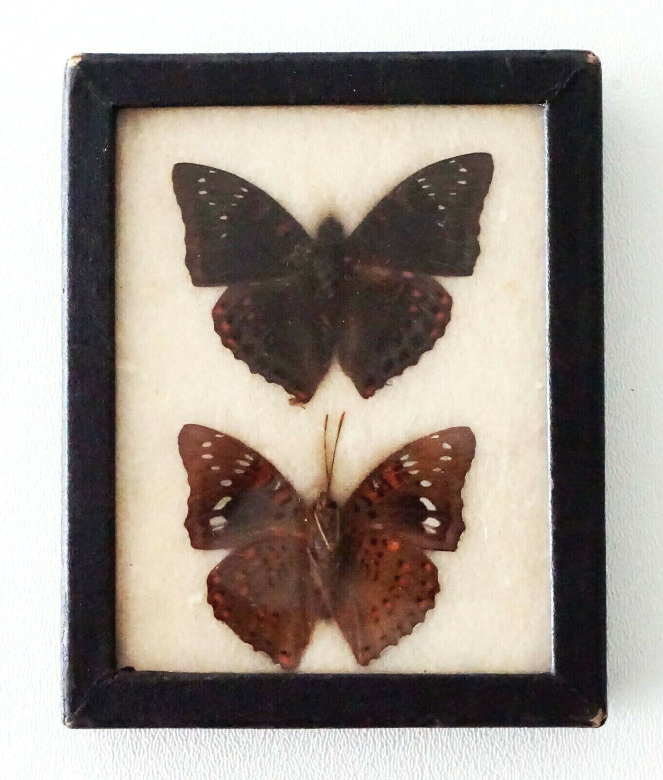 2Pc Vintage English 3x Mounted Butterfly Specimen in Cases (FLA)