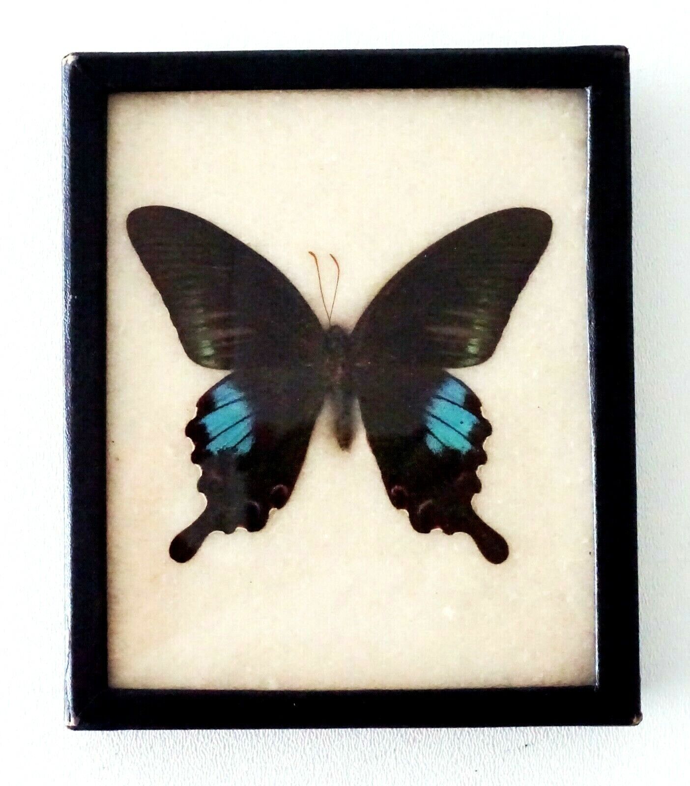 2Pc Vintage English 3x Mounted Butterfly Specimen in Cases (FLA)