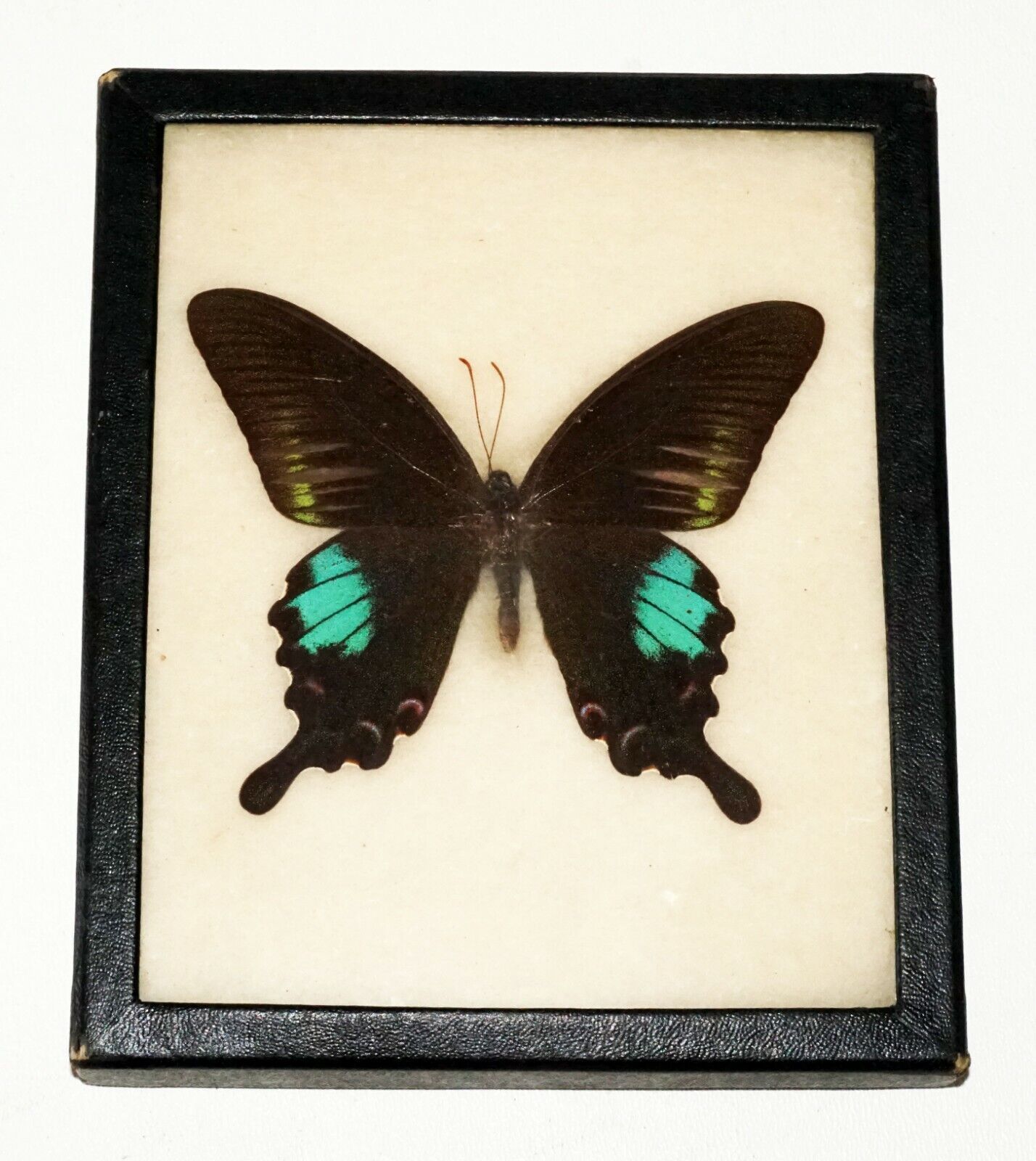 2Pc Vintage English 3x Mounted Butterfly Specimen in Cases (FLA)