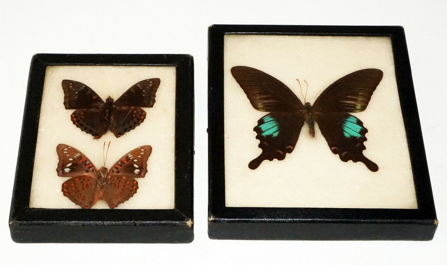 2Pc Vintage English 3x Mounted Butterfly Specimen in Cases (FLA)