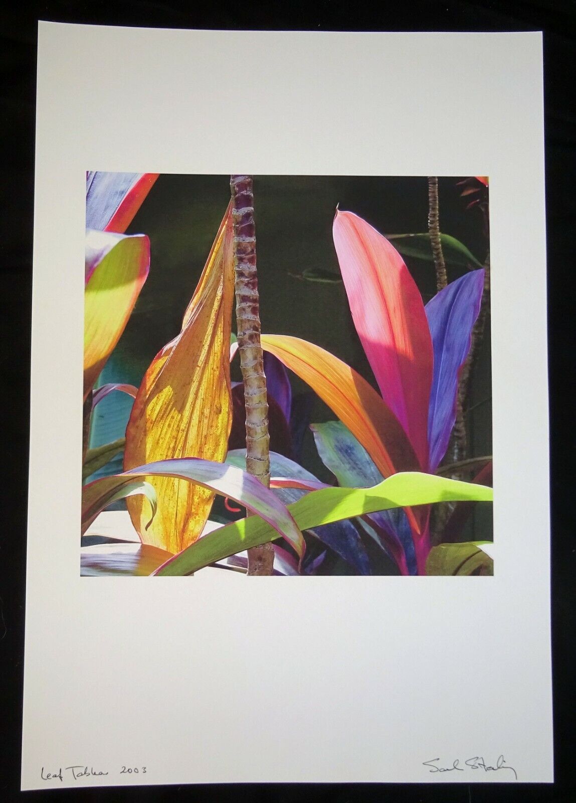 03 Hawaii Color Photo Print "Ti Leaf Plant" by Sal Sterling (AHB)