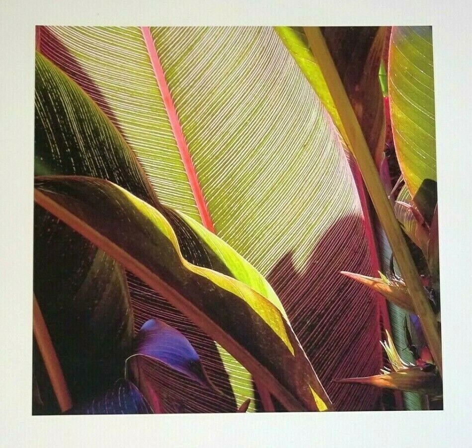 03 Hawaii Photo Print "Tall Cannes & Bird of Paradise" by Sal Sterling (AHB)