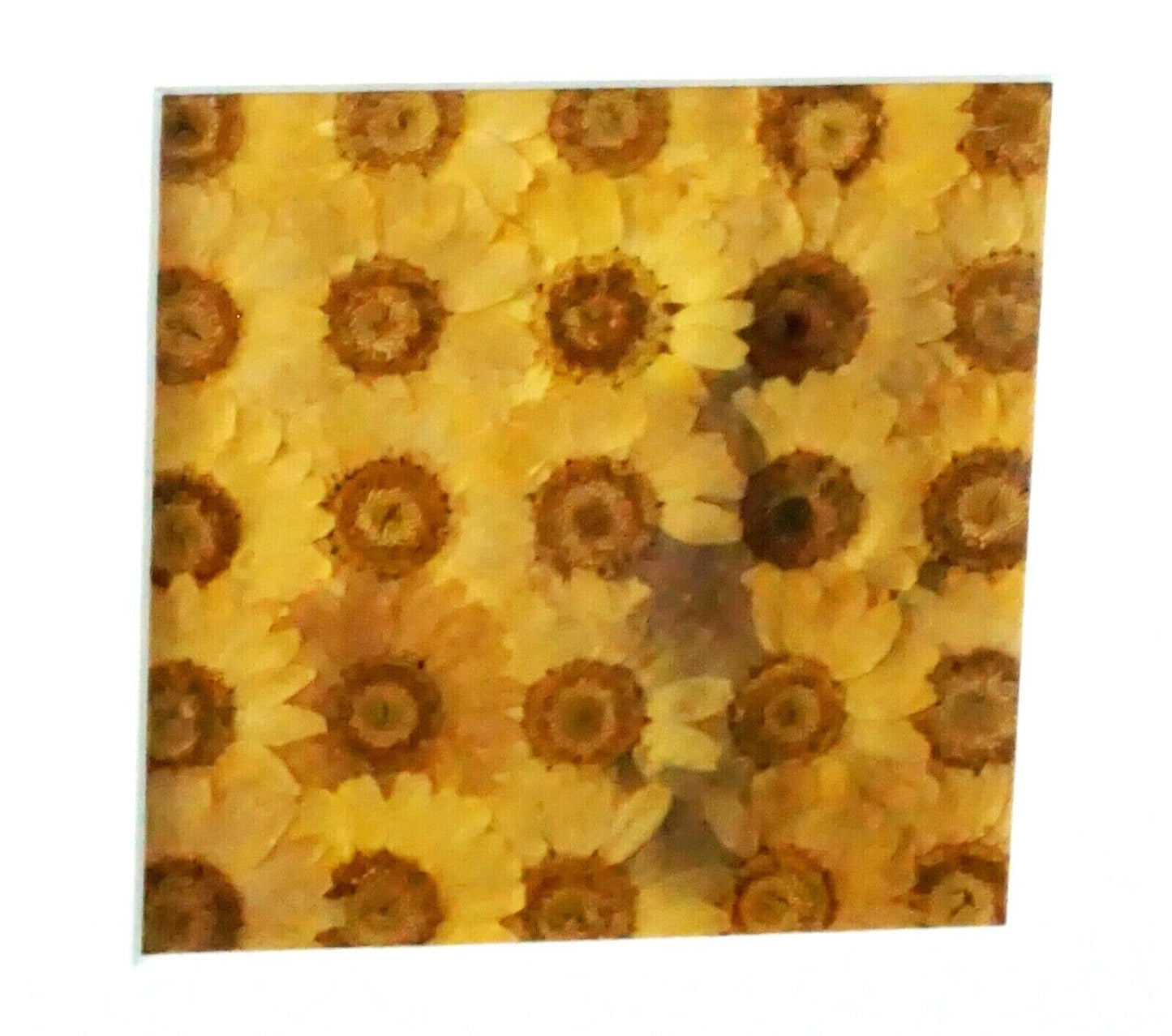 Vintage Framed Dried Pressed Yellow Flower Collage by Julie Anne (KrT)