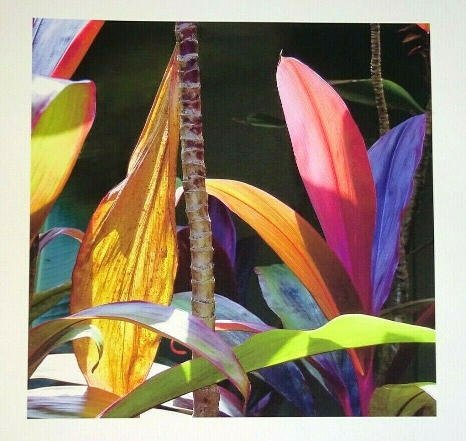 03 Hawaii Color Photo Print "Ti Leaf Plant" by Sal Sterling (AHB)