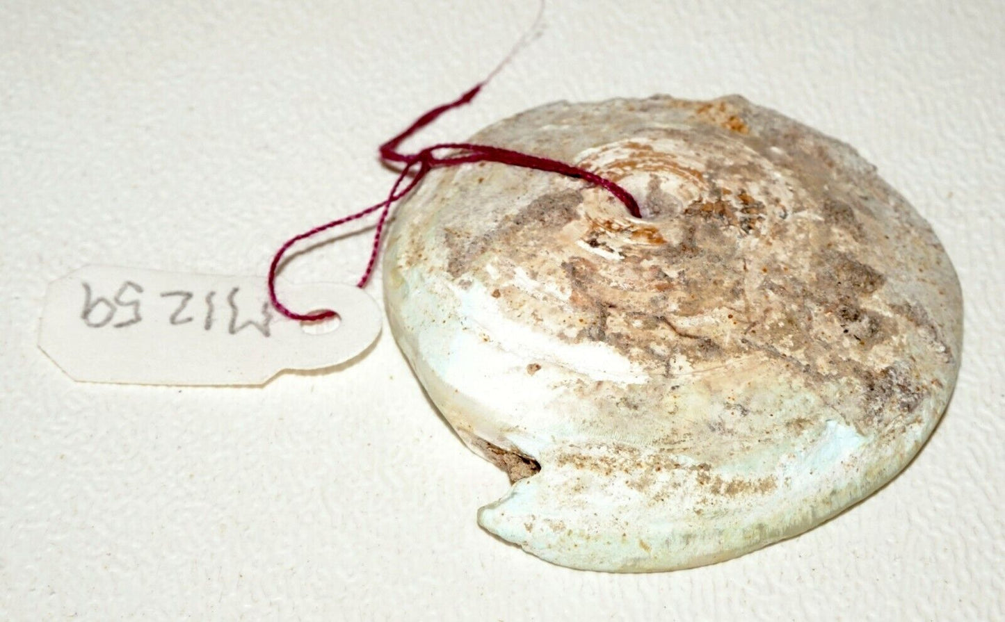 Prehistoric Ban Chiang Excavated Coiled Marine Cone Shell Earring (Mil)#221