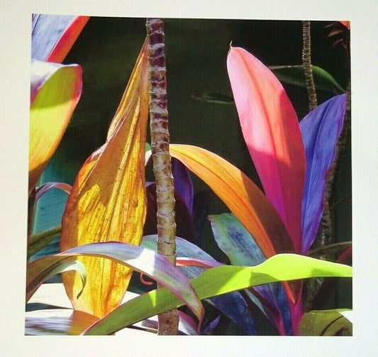 03 Hawaii Color Photo Print "Ti Leaf Plant" by Sal Sterling (AHB)