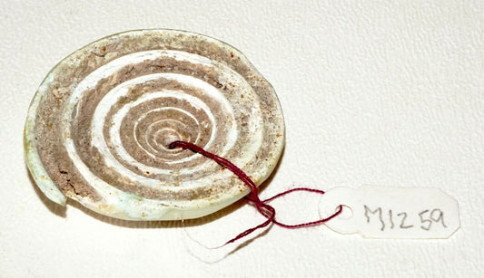 Prehistoric Ban Chiang Excavated Coiled Marine Cone Shell Earring (Mil)#221