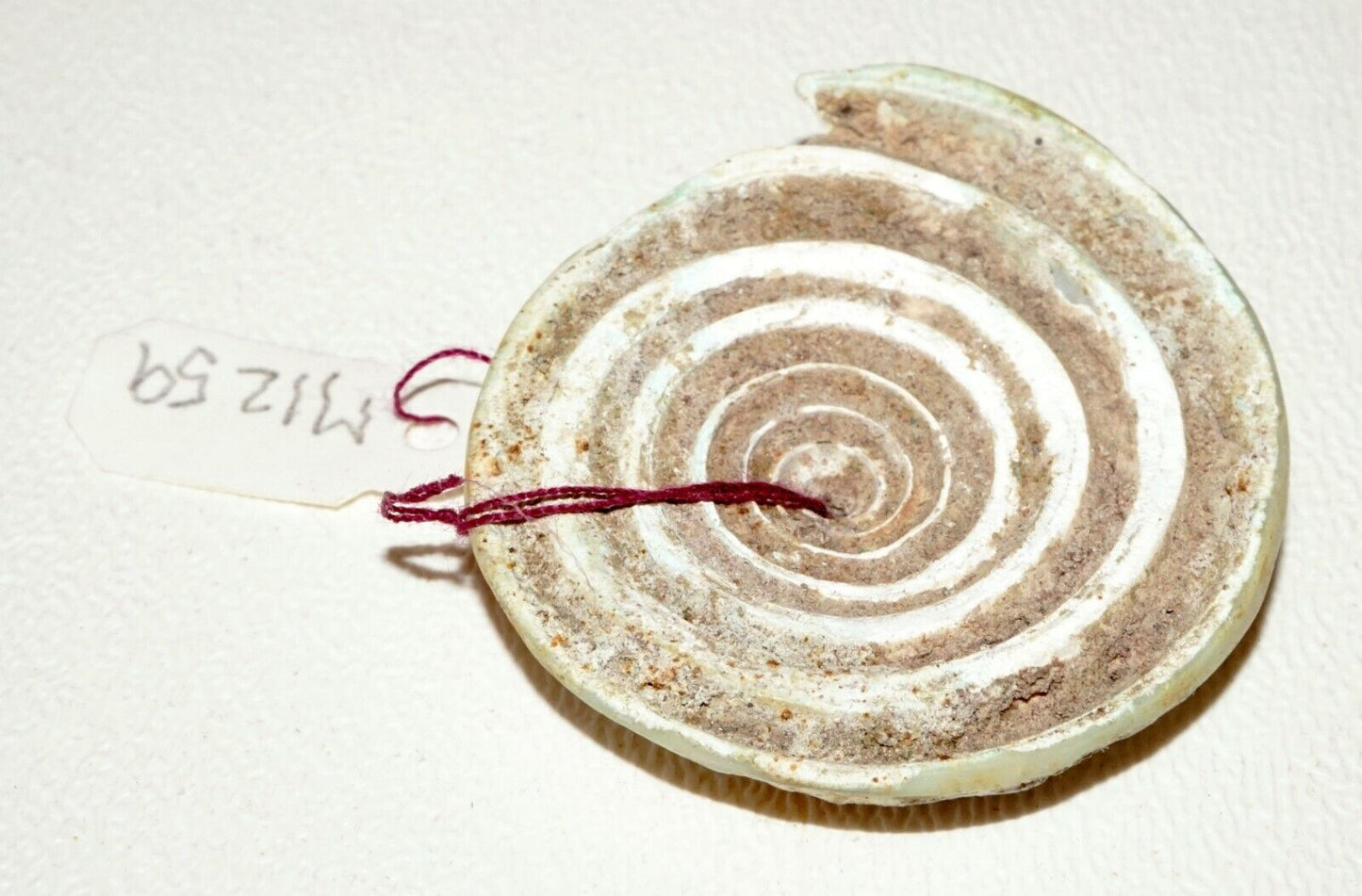 Prehistoric Ban Chiang Excavated Coiled Marine Cone Shell Earring (Mil)#221
