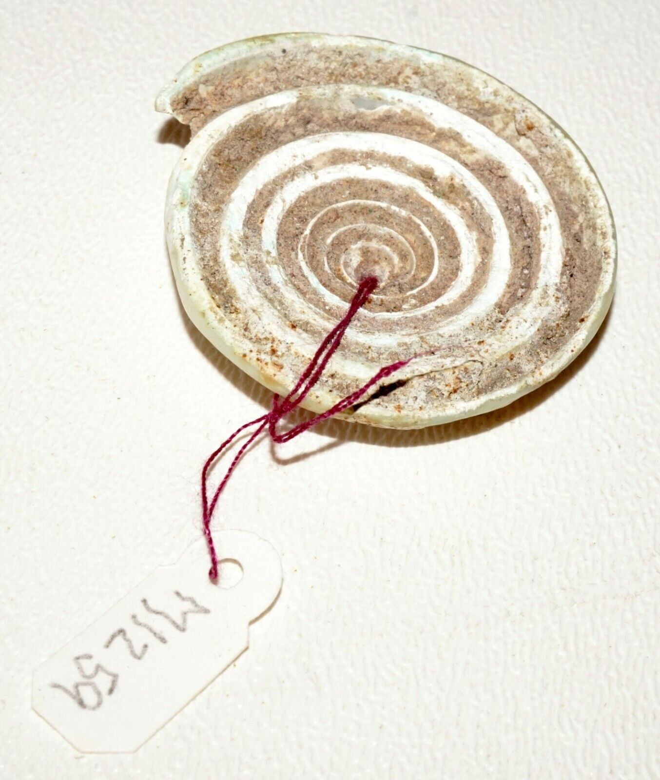 Prehistoric Ban Chiang Excavated Coiled Marine Cone Shell Earring (Mil)#221
